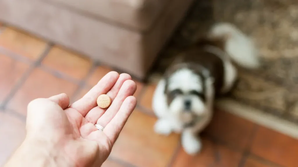 Como dar remédio para cachorro