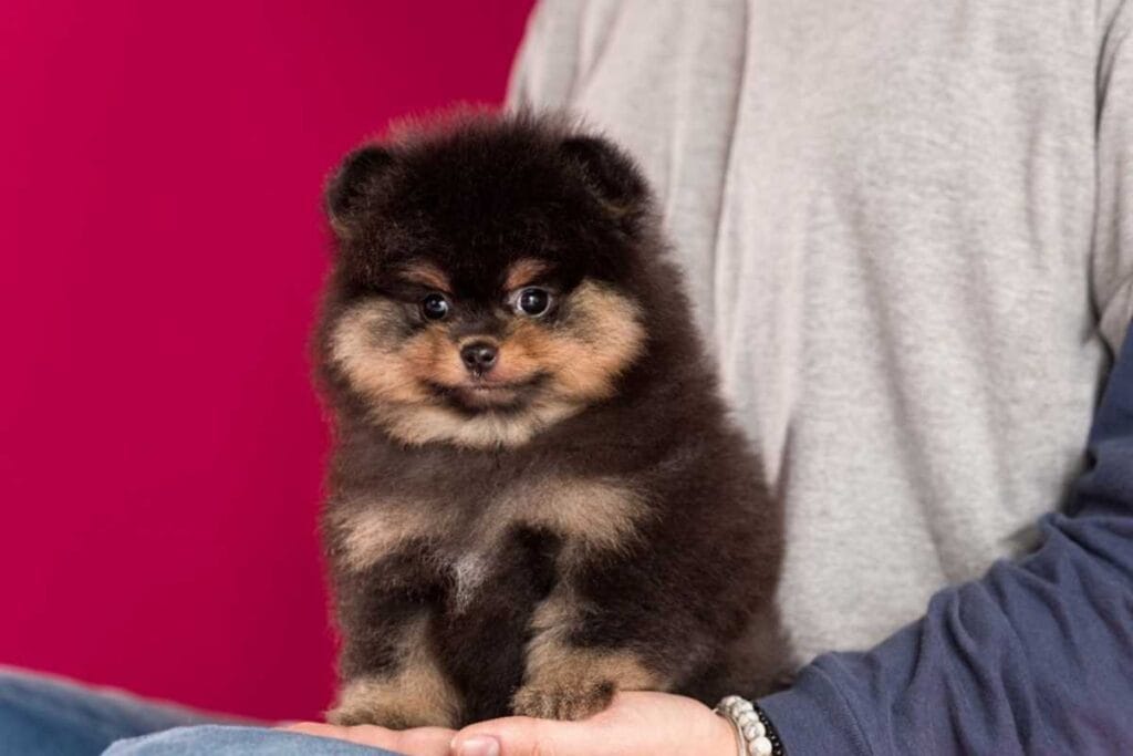 Filhote de Lulu da Pomerânia: como adestrar e ensinar comandos básicos 1 Filhote de Lulu da Pomerania como adestrar e ensinar comandos basicos 1