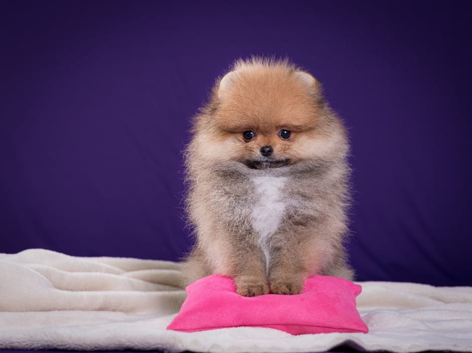 Filhote de Lulu da Pomerânia: como adestrar e ensinar comandos básicos 2 Imagem do WhatsApp de 2025 08 13 as 15.34.27 2b1ba7f1