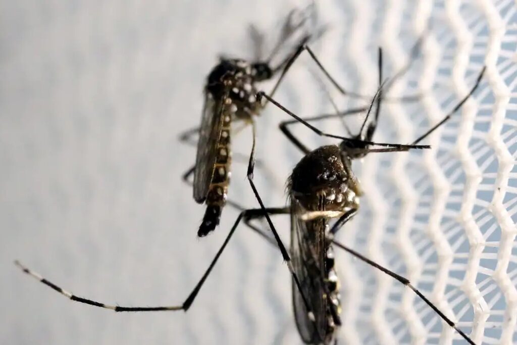 Butantan vai produzir vacina contra chikungunya no Brasil