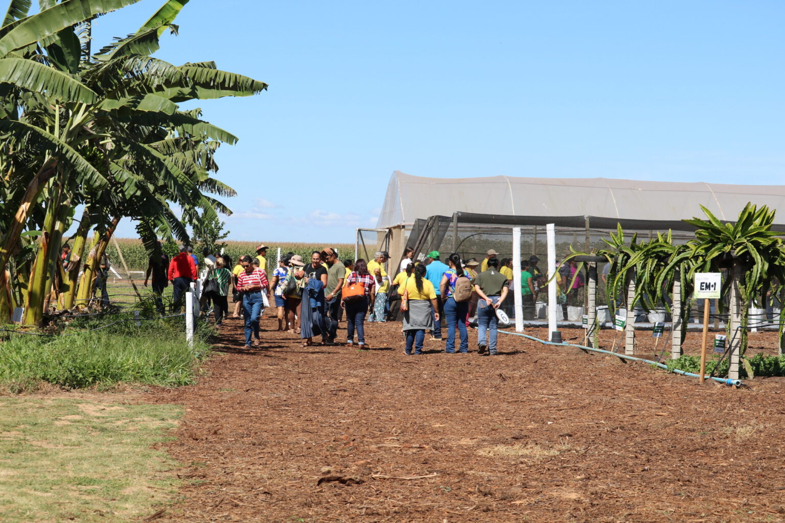 Emater-DF leva circuito de fruticultura à AgroBrasília 2026 Emater-DF leva circuito de fruticultura à AgroBrasília 2026